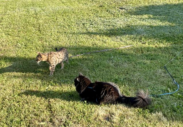 A pak hur� dom�, aby se n�m nesp�lily ko��ky 😹