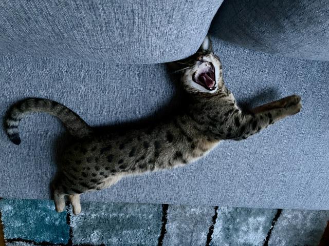 To jsem se nasm�la😹. Pr� jestli slezu. Jasn�, �e ne😹