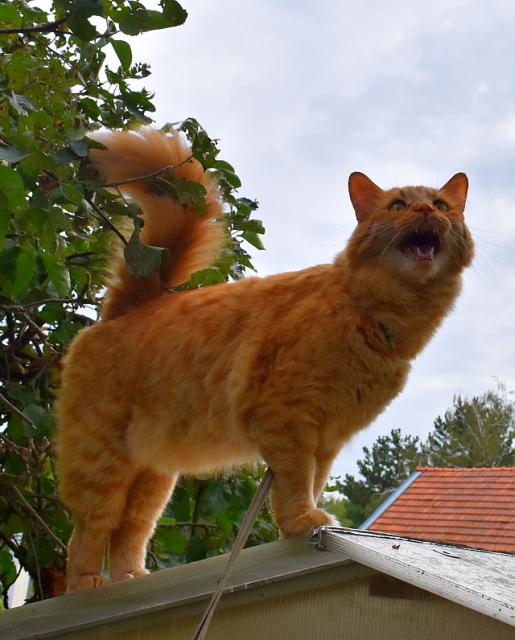 Chachacha, tam se nedostane, je schovan� za pletivem :-)