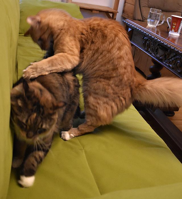 Fotka u koment��e