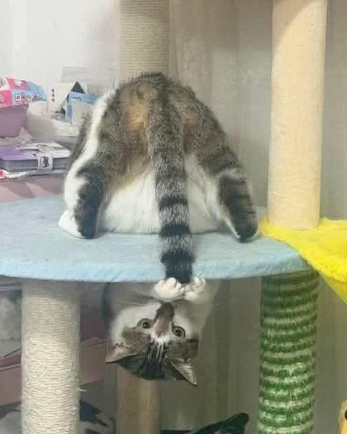 .-))))