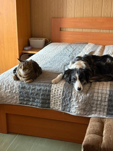 kamar�di ko�i��ci m�m novou k�mo�ku