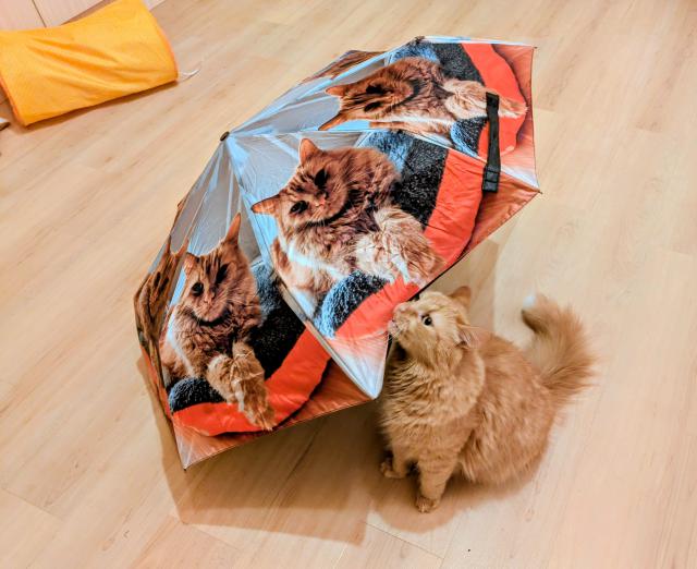 Pani�ka si se mnou nechala ud�lat de�tn�k! 🙂