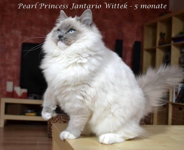 Plemeno koček ragdoll - Pearl Princess Jantario Wittek, blue mitted, 5 měsíců