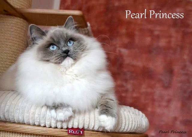 Plemeno koček ragdoll - Pearl Princess Jantario Wittek, blue mitted