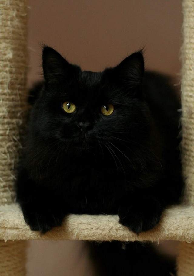 Černá sibiřská kočka