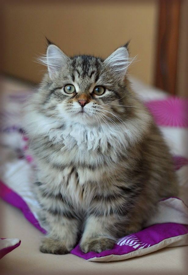 Kotě sibiřské kočky, 3 měsíce