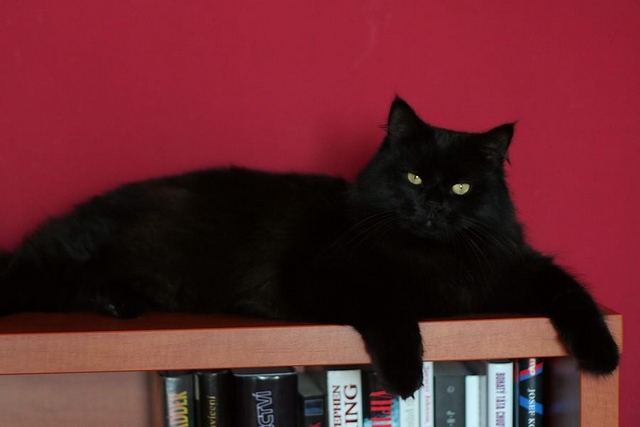 Dospělá černá sibiřská kočka