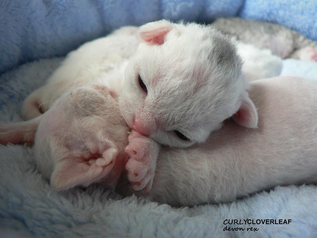 Devon rex