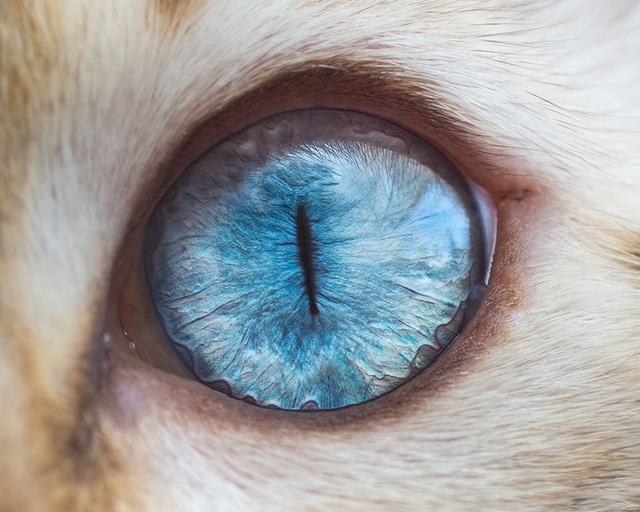 Fotočlánek: Detaily kočičích očí