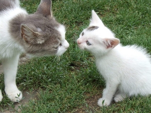 Veterinární poradna: Kočka má koťata se svým otcem