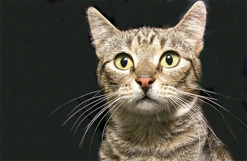 Veterinrn poradna: Epileptick zchvat u koky