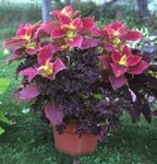 Africká kopřiva, koleus, Coleus blumei
