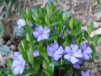 Barvínek, brčál, Vinca