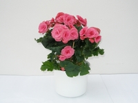 Begónie, Begonia