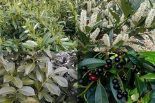 Bobkovišeň lékařská, Prunus laurocerasus