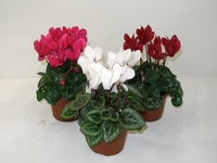 Brambořík, Cyclamen