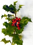 Cesmína, Ilex