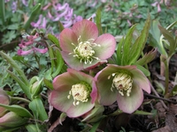 Čemeřice, Helleborus