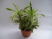 Dračinec, Dracaena