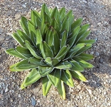 Agáve, Agave