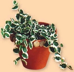 Fíkovník šplhavý, plazivý fíkus, Ficus pumila