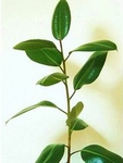 Gumovník (fíkus gumovník), Ficus elastica