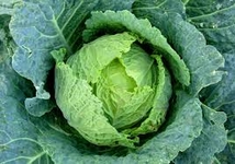 Kapusta, brukev zelná, Brassica oleracea