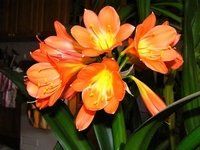 Klívie, řemenatka, Clivia miniata