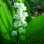 Konvalinka vonná, Convallaria majalis