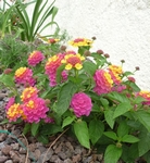 Libora proměnlivá, Lantana camara