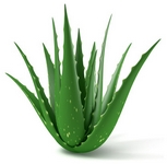 Aloe pravá, Aloe vera