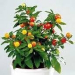 Lilek ozdobný, Solanum capsicastrum