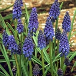 Modřenec, Muscari