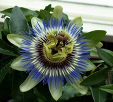 Mučenka, Passiflora