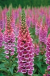 Náprstník, Digitalis