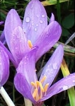 Ocún, Colchicum
