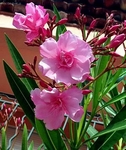 Oleandr obecný, Nerium oleander