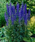 Oměj, Aconitum