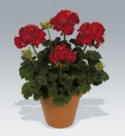 Pelargonie, muškát, Pelargonium