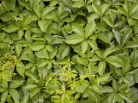Přísavník, psí víno, Parthenocissus