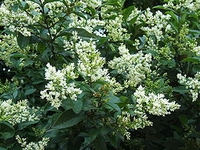 Ptačí zob, Ligustrum