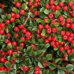 Skalník, Cotoneaster
