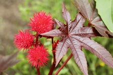 Skočec obecný, Ricinus communis