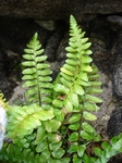 Sleziník, Asplenium