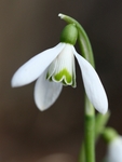 Sněženka, Galanthus