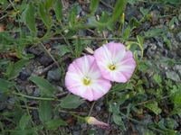 Svlačev, Convolvulus