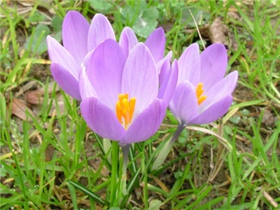 Šafrán, krokus, Crocus