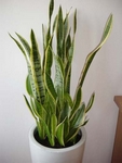Tchýnin jazyk, sanseviera, Sanseviera trifasciata