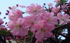 Sakura, Prunus